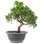 Juniperus chinensis Itoigawa, 22 cm, ± 9 jaar oud