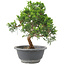 Juniperus chinensis Itoigawa, 22 cm, ± 9 jaar oud