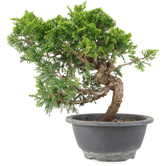 Juniperus chinensis Itoigawa, 22 cm, ± 9 años