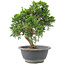 Juniperus chinensis Itoigawa, 22 cm, ± 9 jaar oud