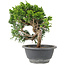 Juniperus chinensis Itoigawa, 22 cm, ± 9 anni