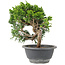 Juniperus chinensis Itoigawa, 22 cm, ± 9 jaar oud