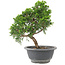 Juniperus chinensis Itoigawa, 22 cm, ± 9 jaar oud