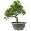 Juniperus chinensis Itoigawa, 22 cm, ± 9 jaar oud