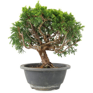 Juniperus chinensis Itoigawa, 19 cm, ± 9 anni