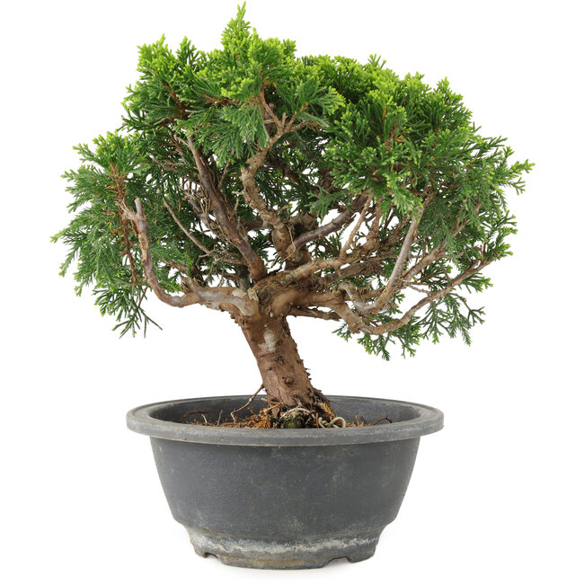 Juniperus chinensis Itoigawa, 19 cm, ± 9 jaar oud