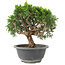 Juniperus chinensis Itoigawa, 19 cm, ± 9 Jahre alt