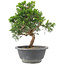 Juniperus chinensis Itoigawa, 22 cm, ± 9 ans