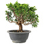 Juniperus chinensis Itoigawa, 19 cm, ± 9 anni