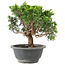 Juniperus chinensis Itoigawa, 19 cm, ± 9 jaar oud