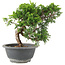 Juniperus chinensis Itoigawa, 22 cm, ± 9 Jahre alt