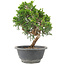 Juniperus chinensis Itoigawa, 22 cm, ± 9 ans