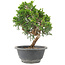 Juniperus chinensis Itoigawa, 22 cm, ± 9 jaar oud