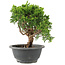 Juniperus chinensis Itoigawa, 19 cm, ± 9 Jahre alt