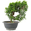 Juniperus chinensis Itoigawa, 22 cm, ± 9 jaar oud