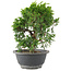 Juniperus chinensis Itoigawa, 22 cm, ± 9 ans