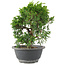 Juniperus chinensis Itoigawa, 22 cm, ± 9 jaar oud