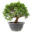 Juniperus chinensis Itoigawa, 19 cm, ± 9 years old