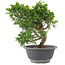 Juniperus chinensis Itoigawa, 22 cm, ± 9 Jahre alt