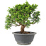 Juniperus chinensis Itoigawa, 19 cm, ± 9 years old