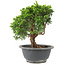 Juniperus chinensis Itoigawa, 19 cm, ± 9 anni