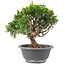 Juniperus chinensis Itoigawa, 19 cm, ± 9 anni