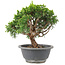 Juniperus chinensis Itoigawa, 19 cm, ± 9 jaar oud