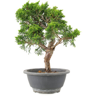 Juniperus chinensis Itoigawa, 25 cm, ± 9 ans