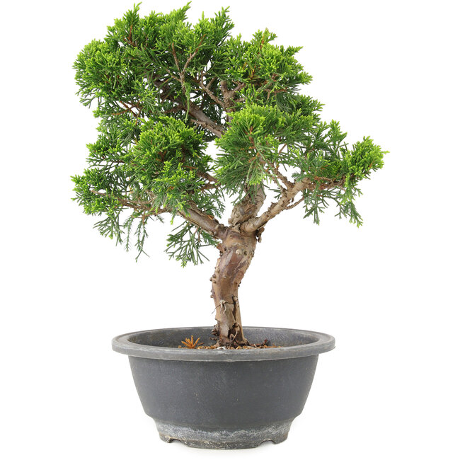 Juniperus chinensis Itoigawa, 25 cm, ± 9 anni