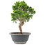 Juniperus chinensis Itoigawa, 25 cm, ± 9 Jahre alt