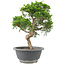 Juniperus chinensis Itoigawa, 25 cm, ± 9 jaar oud