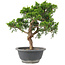 Juniperus chinensis Itoigawa, 25 cm, ± 9 Jahre alt