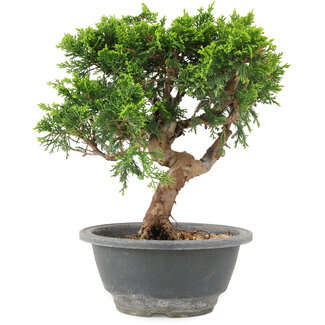 Juniperus chinensis Itoigawa, 22 cm, ± 9 anni