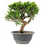 Juniperus chinensis Itoigawa, 22 cm, ± 9 Jahre alt