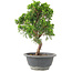 Juniperus chinensis Itoigawa, 25 cm, ± 9 jaar oud