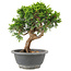 Juniperus chinensis Itoigawa, 22 cm, ± 9 anni