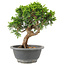 Juniperus chinensis Itoigawa, 22 cm, ± 9 ans