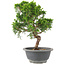 Juniperus chinensis Itoigawa, 25 cm, ± 9 jaar oud