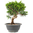 Juniperus chinensis Itoigawa, 22 cm, ± 9 years old