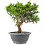 Juniperus chinensis Itoigawa, 22 cm, ± 9 jaar oud