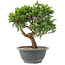 Juniperus chinensis Itoigawa, 22 cm, ± 9 ans