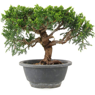 Juniperus chinensis Itoigawa, 18 cm, ± 9 años