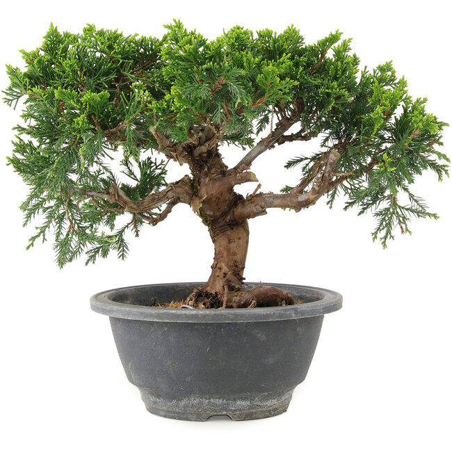 Juniperus chinensis Itoigawa, 18 cm, ± 9 jaar oud