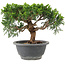 Juniperus chinensis Itoigawa, 18 cm, ± 9 anni