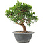 Juniperus chinensis Itoigawa, 22 cm, ± 9 jaar oud