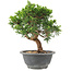 Juniperus chinensis Itoigawa, 22 cm, ± 9 years old