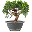 Juniperus chinensis Itoigawa, 18 cm, ± 9 jaar oud