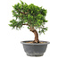 Juniperus chinensis Itoigawa, 22 cm, ± 9 ans