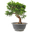 Juniperus chinensis Itoigawa, 22 cm, ± 9 jaar oud