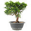 Juniperus chinensis Itoigawa, 22 cm, ± 9 ans